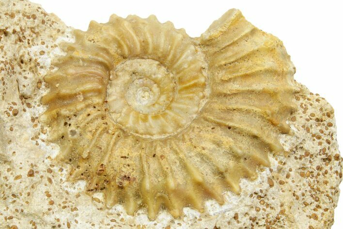 Jurassic Ammonite (Strenoceras) Fossil - Évrecy, France #367820